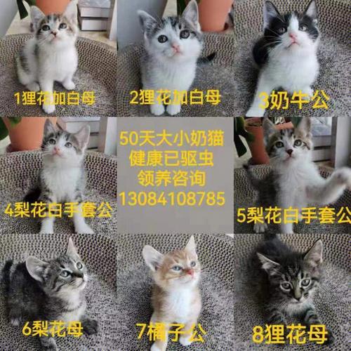 大连市户口迁移？（大连怎么领养猫猫）