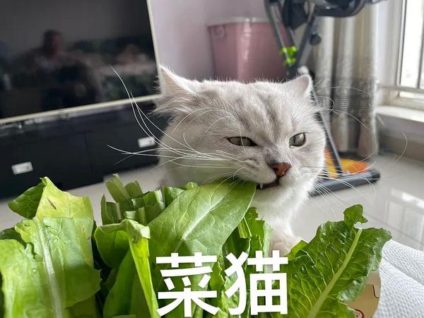 猫爱吃小白菜有什么好处？（养猫喂什么蔬菜最好）