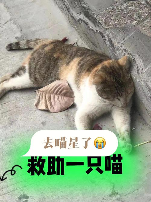 厦门禁止养猫规定？（厦门养猫骗局揭秘视频）