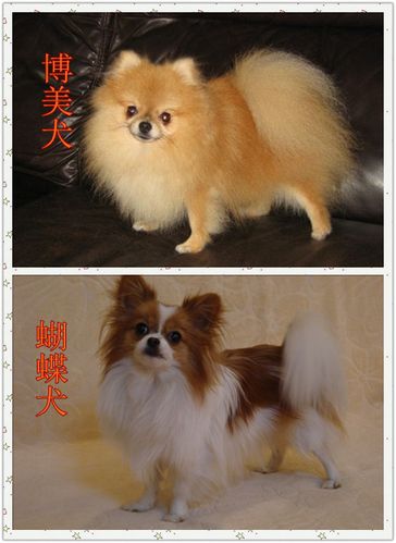 博美犬和蝴蝶犬哪只比较好养？（什么狗适合家里养）