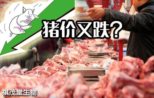 洪水对猪肉有什么影响？（河北市生猪价格）