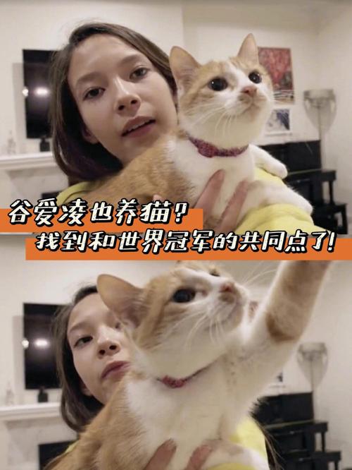 女孩问我养猫了吗是什么意思？（养猫少女英语翻译）