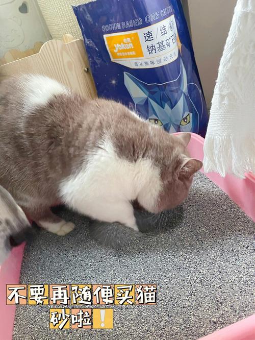 猫砂厂赚钱吗？（大庆收养猫咪中介）