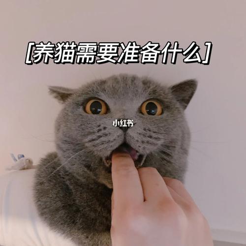 初次养猫家里需要准备什么？（养猫都要做哪些准备）