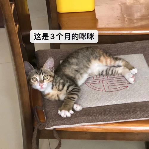 4天回一次家怎么养小猫？（消防部队养猫要求）