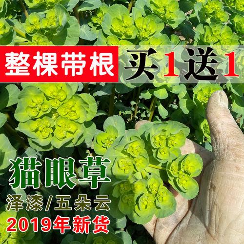 猫眼睛野菜能吃吗？（养猫能吃中药吗吗）