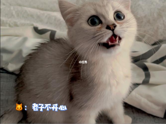 猫叫个不停是为什么？（怎么养猫叫不停的）