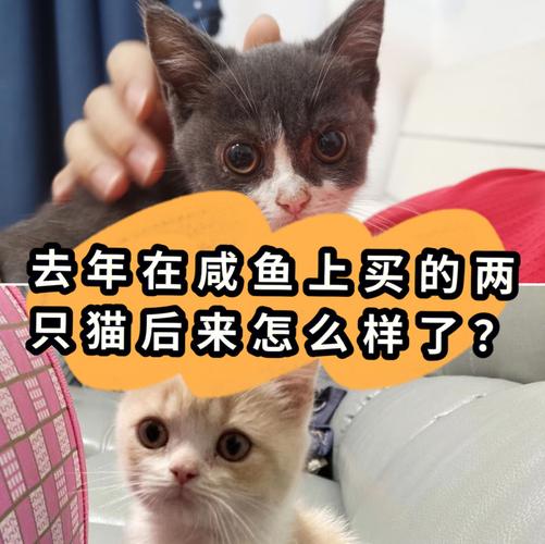 千万不要在网上买猫？（私人养猫骗局有哪些）