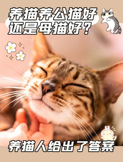 资深铲屎官们，养只公猫好还是母猫好？（农民大叔养猫视频大全）