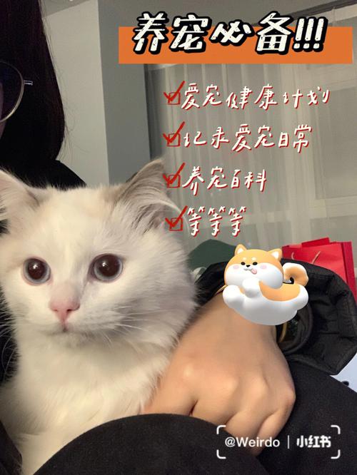 女孩喜欢猫怎么幽默回复？（初中女儿想养猫猫）