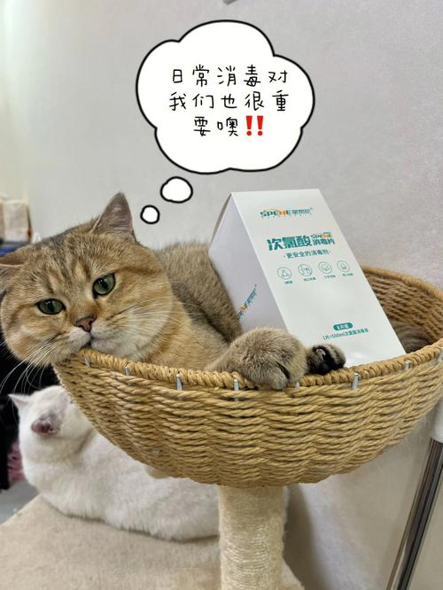 初次养猫必备物品？（养猫应该屯什么药）