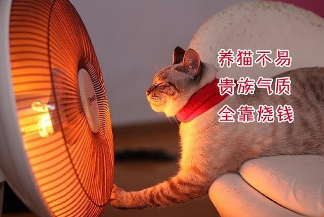 劝人别养猫的诗句？（属鼠人讨厌养猫）