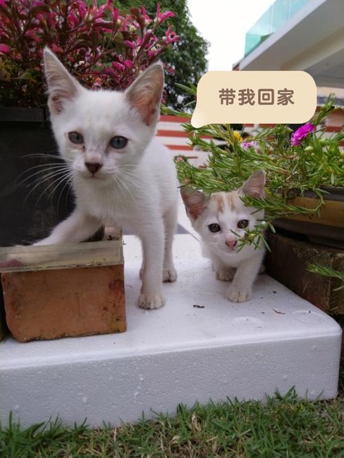 小猫没人领养怎么办？（不想养猫怎么领养小猫）