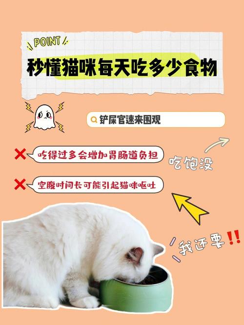 养猫必需品？（养猫需要喂啥食物）