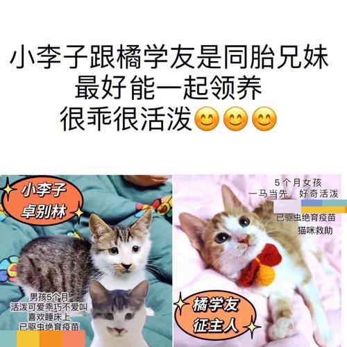 青岛市残疾人托养中心收养条件？（青岛女子收养猫咪）