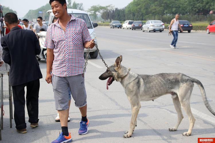 中国养犬最多的五个城市为？（苏州养狗基地）