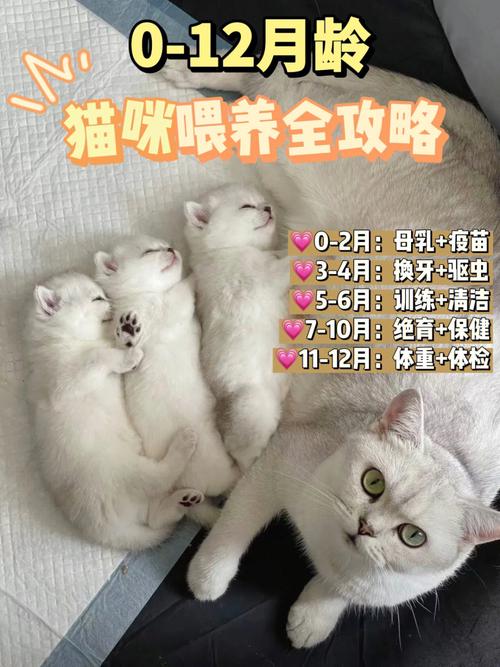 想养小猫,养几个月大的比较合适,比较容易建立关系？（养猫多久和主人熟睡）