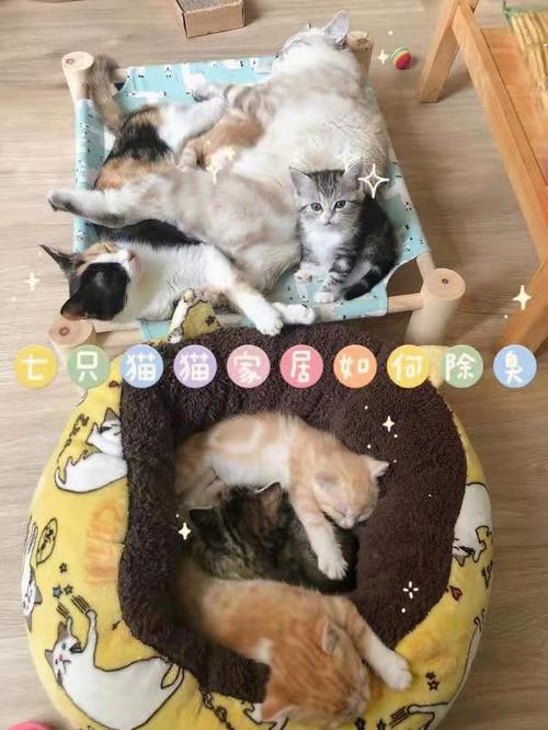 如何在家里养猫？（如何在自己家中养猫）