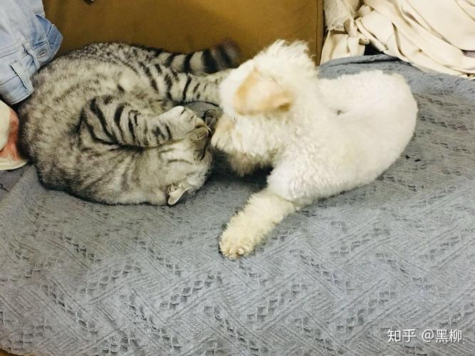 泰迪可以跟猫咪一起养吗？（狗跟猫怎么一起养）