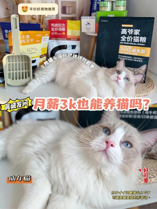 养猫可以和人吃一样吗？（肝移植养猫有么）