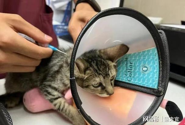 自动上水喂猫好吗？（养猫被动免疫疫苗价格）