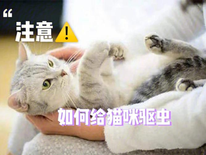 如何散养猫咪？（养猫的方法怎么养）