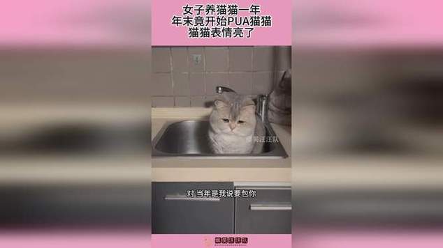 养猫的为什么东北人多？（武汉女子养猫视频事件）