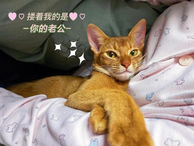 情侣养猫有什么后果？（男朋友可以养猫吗）