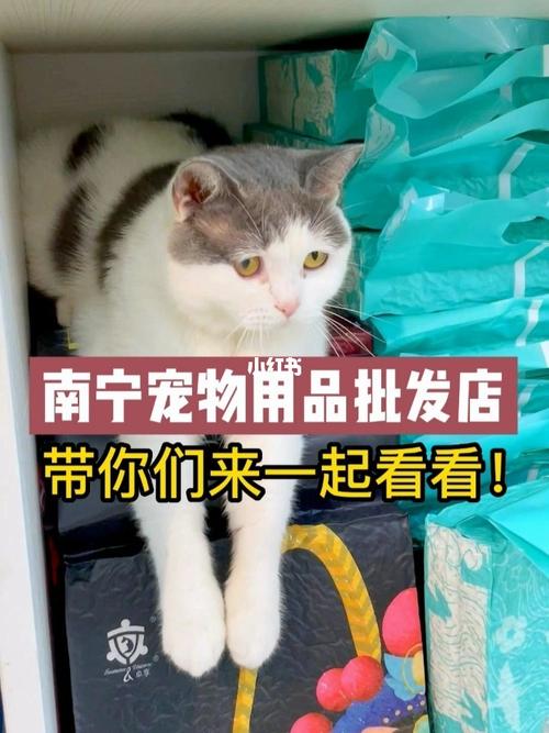 济南哪里有市场会买一些便宜的猫和狗？（济南地区想养猫狗）