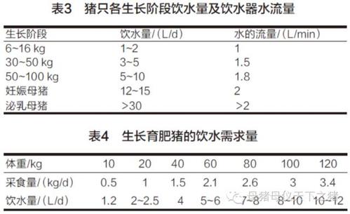 中猪每天喂多少饲料与水？（生猪每天的饮水）