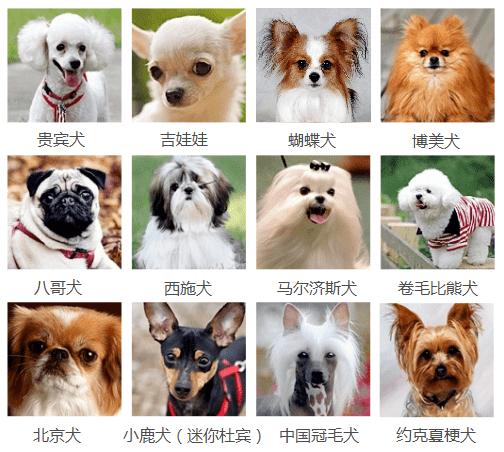 养什么犬种最好？（养狗的话养哪种狗好些）