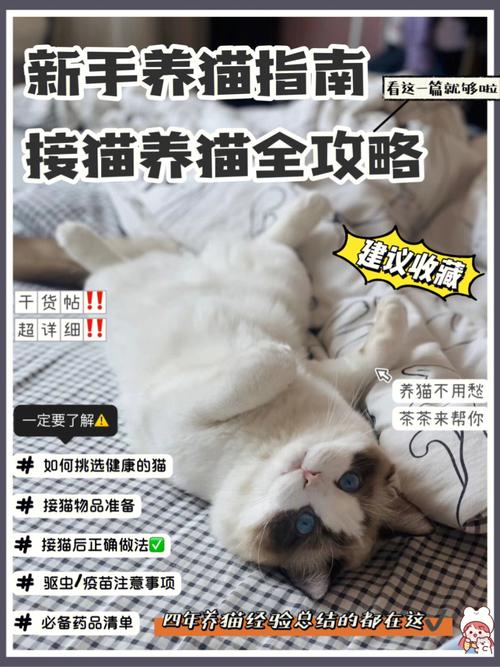 女生说养猫怎么回复？（养猫的快乐自己体会）