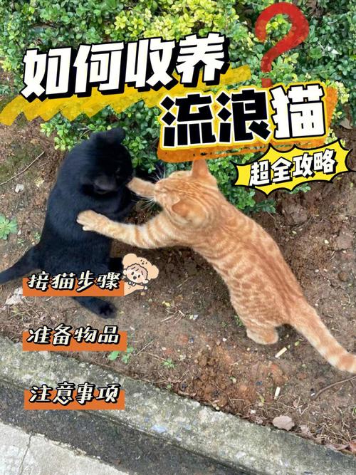 在公寓如何养猫？（垃圾公寓养猫视频解说）