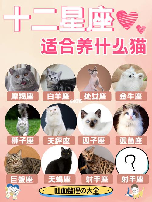 仙女座适合养什么猫？（什么星座的人不能养猫）