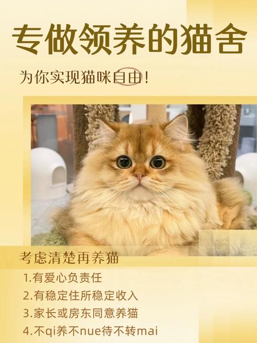 升职猫靠谱吗？（武汉老板养猫的公司）