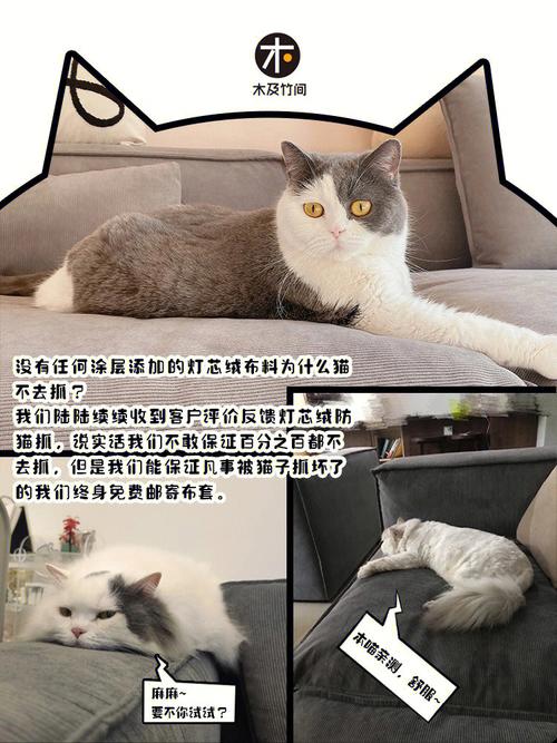 养猫沙发怎么保护？（养猫怎么保护孩子安全）