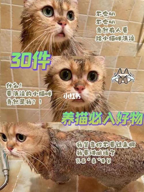 猫怎么养最好？（你们怎么养猫咪的）