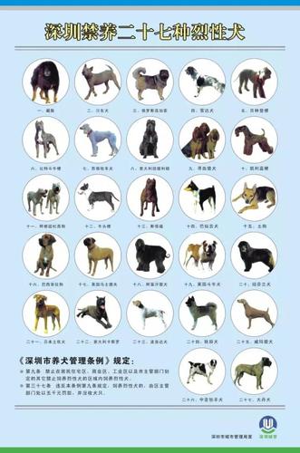 深圳一户能养多少只犬？（养狗应该养几只）