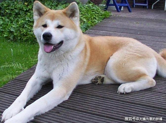 中国城市中可以养的犬？（养狗人都是养什么狗的）