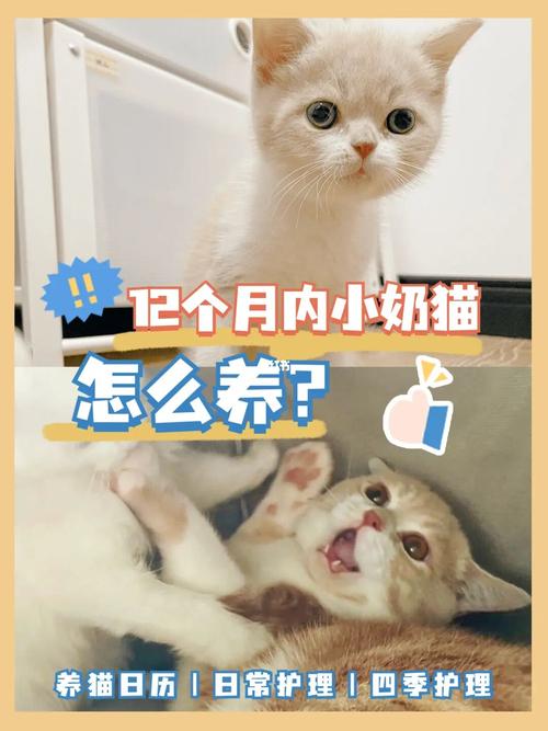 40天的猫咪如何喂养？（养猫的养咋写）