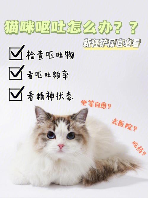 7周猫咪怎么养？（养猫后头晕呕吐低热）