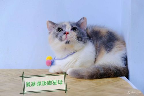 中国哪有卖曼基康猫？（武汉猫舍 领养猫）