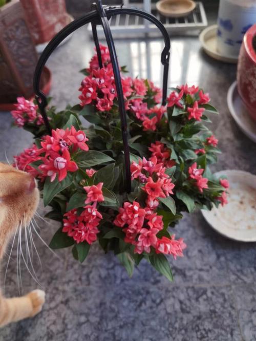 适合宁波室外种植的花？（宁波绿植领养猫）