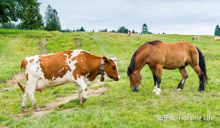 畜的组词有哪些？（当牛做马好还是养猫好呢）