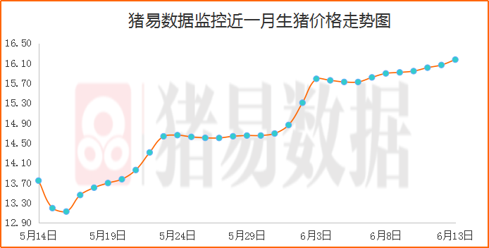 2021年12月5日毛猪价格会上涨吗？（生猪价趋势分析）