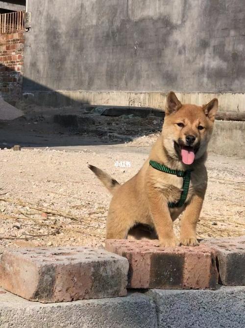 广西田园犬哪个地方最有名？（玉林养狗）