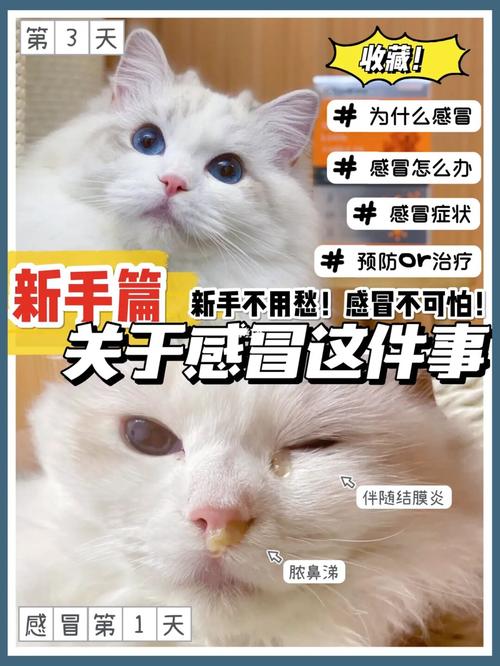 猫感冒了会不会传染给人？（养猫导致主人发烧了）