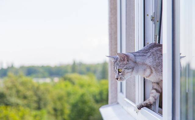 楼上养猫在屋里跑扰民怎么办？（楼上养猫有影响吗）