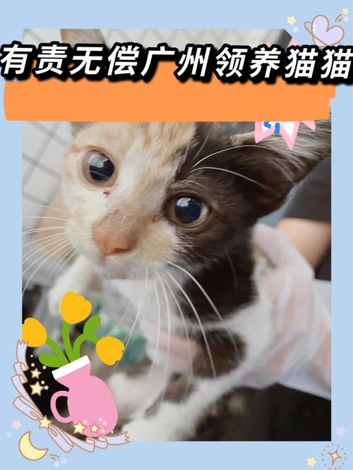 杭州宠物领养中心官网？（在线领养猫猫平台）