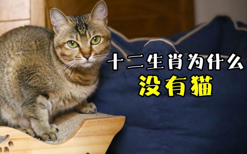 古人说猫生5个不吉利吗？（哪个生肖不易养猫咪）